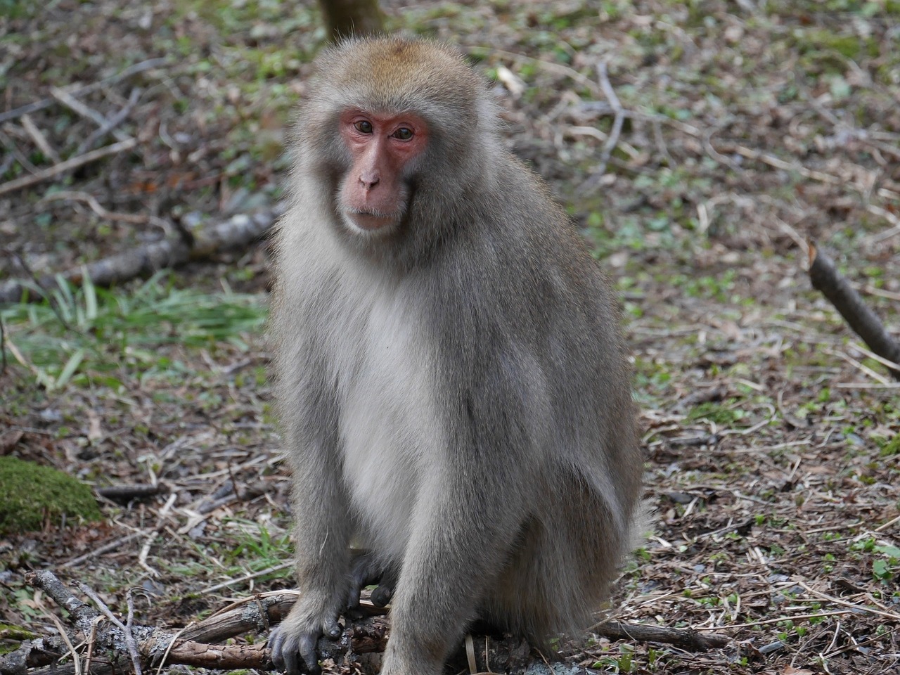 6H澳门新特网：兔、狗、猴、鸡