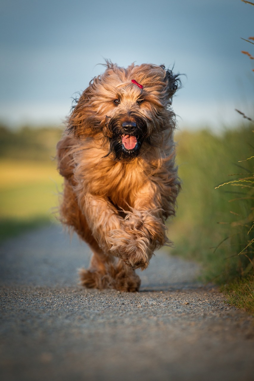 比赛犬，赛场速度与激情的较量