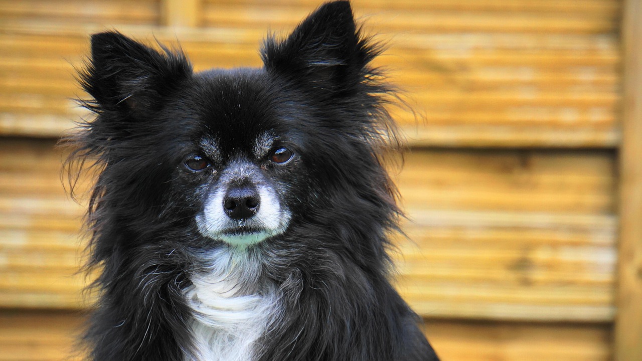 动漫犬，虚拟魅力延伸至现实生活