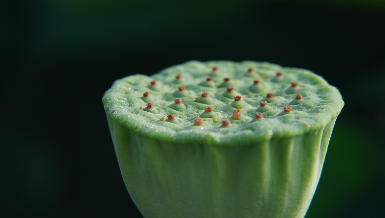 莲见天最新动态揭秘，探索新时代的莲花世界奇迹