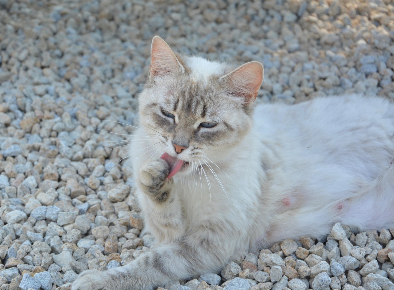 猫比赛，展现猫咪魅力的精彩瞬间瞬间风采展露无遗