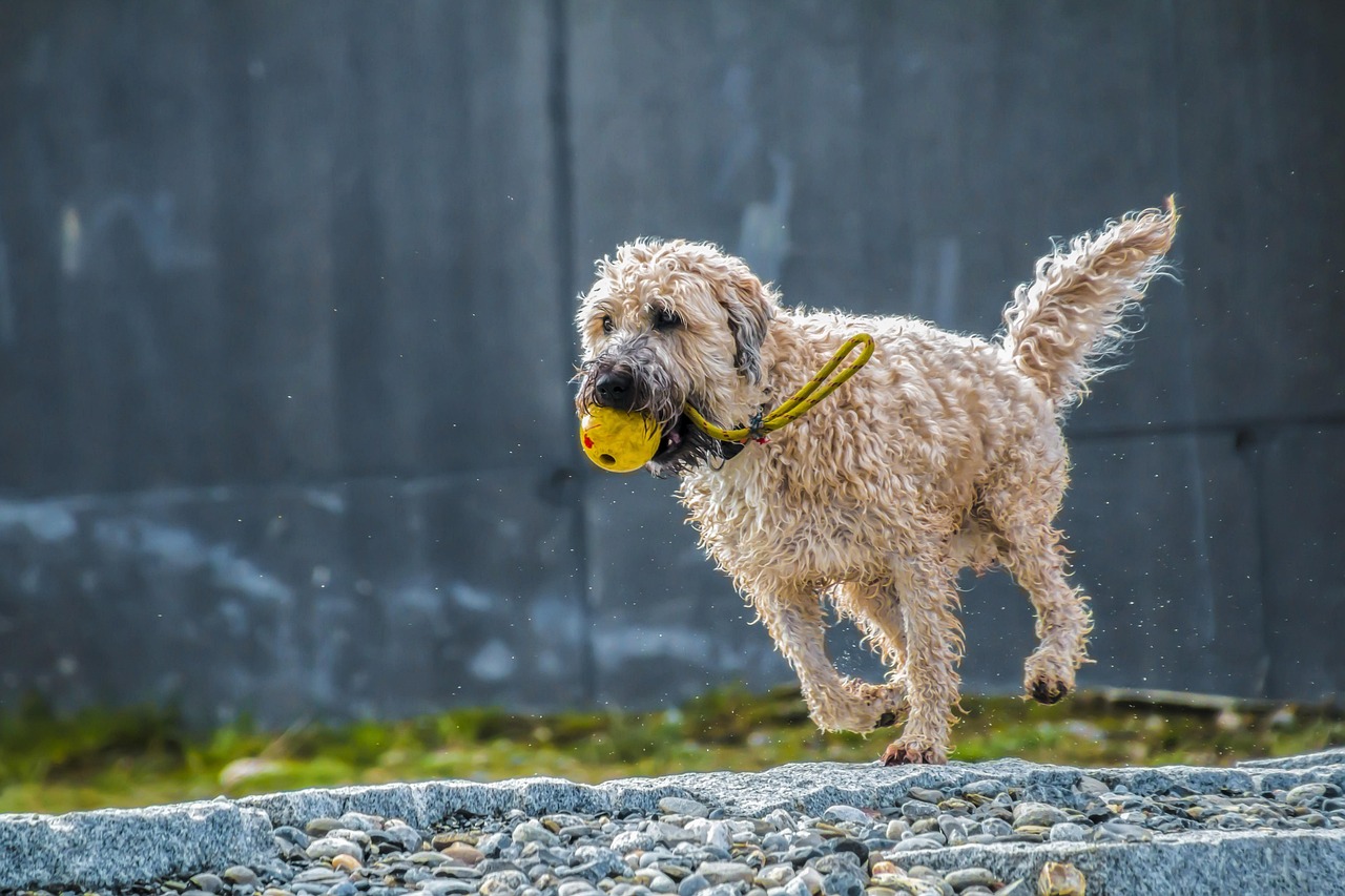 格力犬比赛跑圈，速度与激情的极致展现