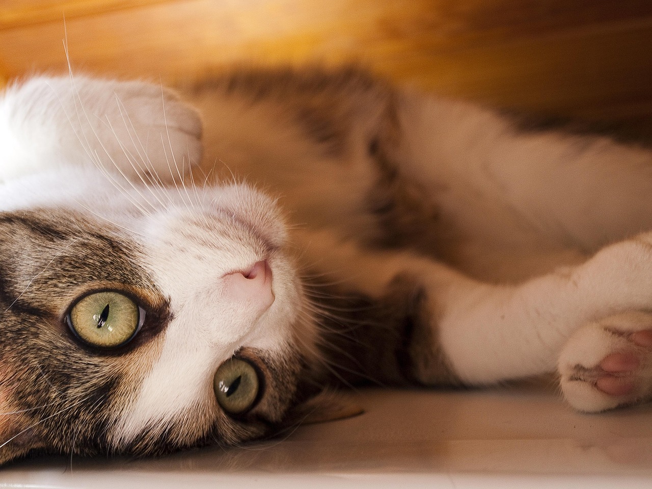 猫喵最新破解版探索与应用指南