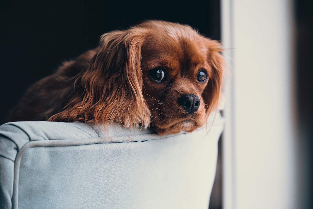 博美犬价格全面解析，影响价格的多种因素探讨