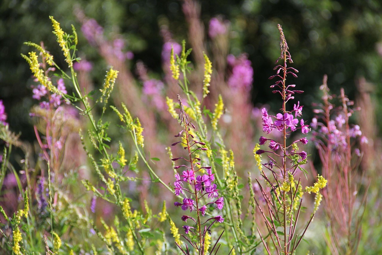 夜来香直播下载,探索与体验之旅