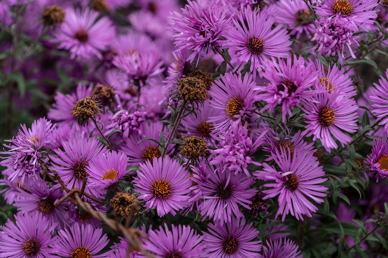 动漫花图片的魅力与影响力