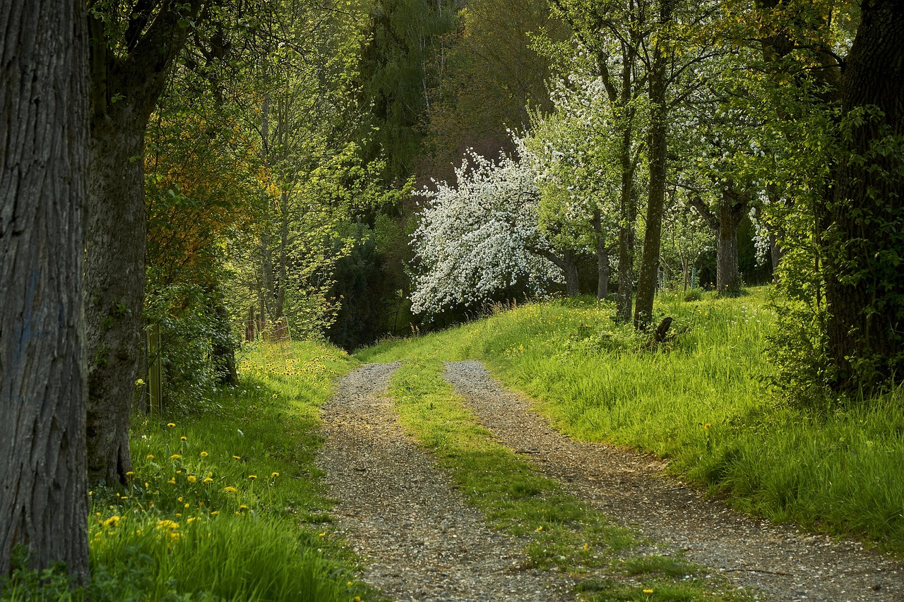 绿色生态新篇章，最新青青草的发展之路