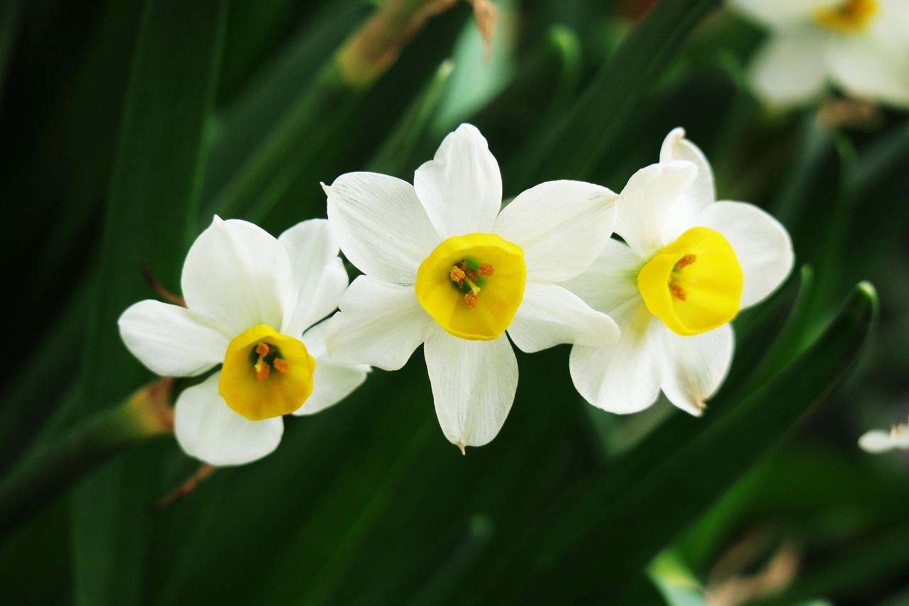 水仙花电视剧全集，艺术魅力的绽放与深度情感表达