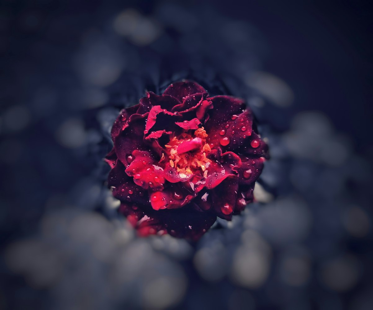 大连首开铂郡最新动态揭秘，城市新贵生活篇章