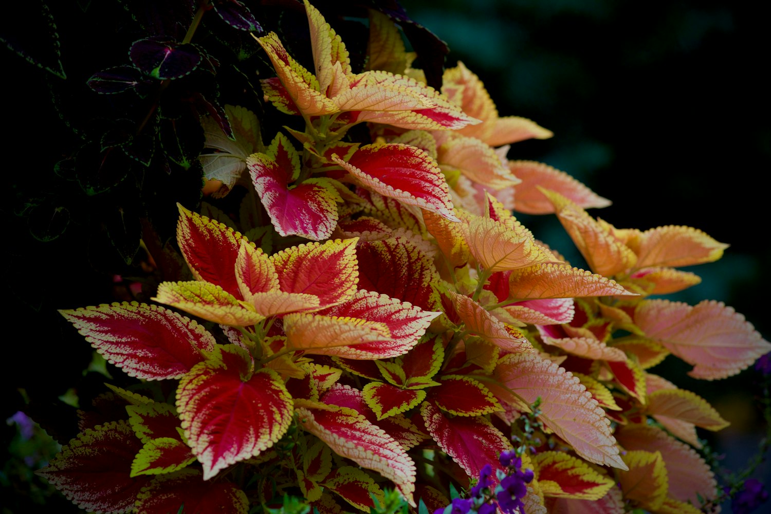 跨界之美，明星插花展现艺术融合的力量