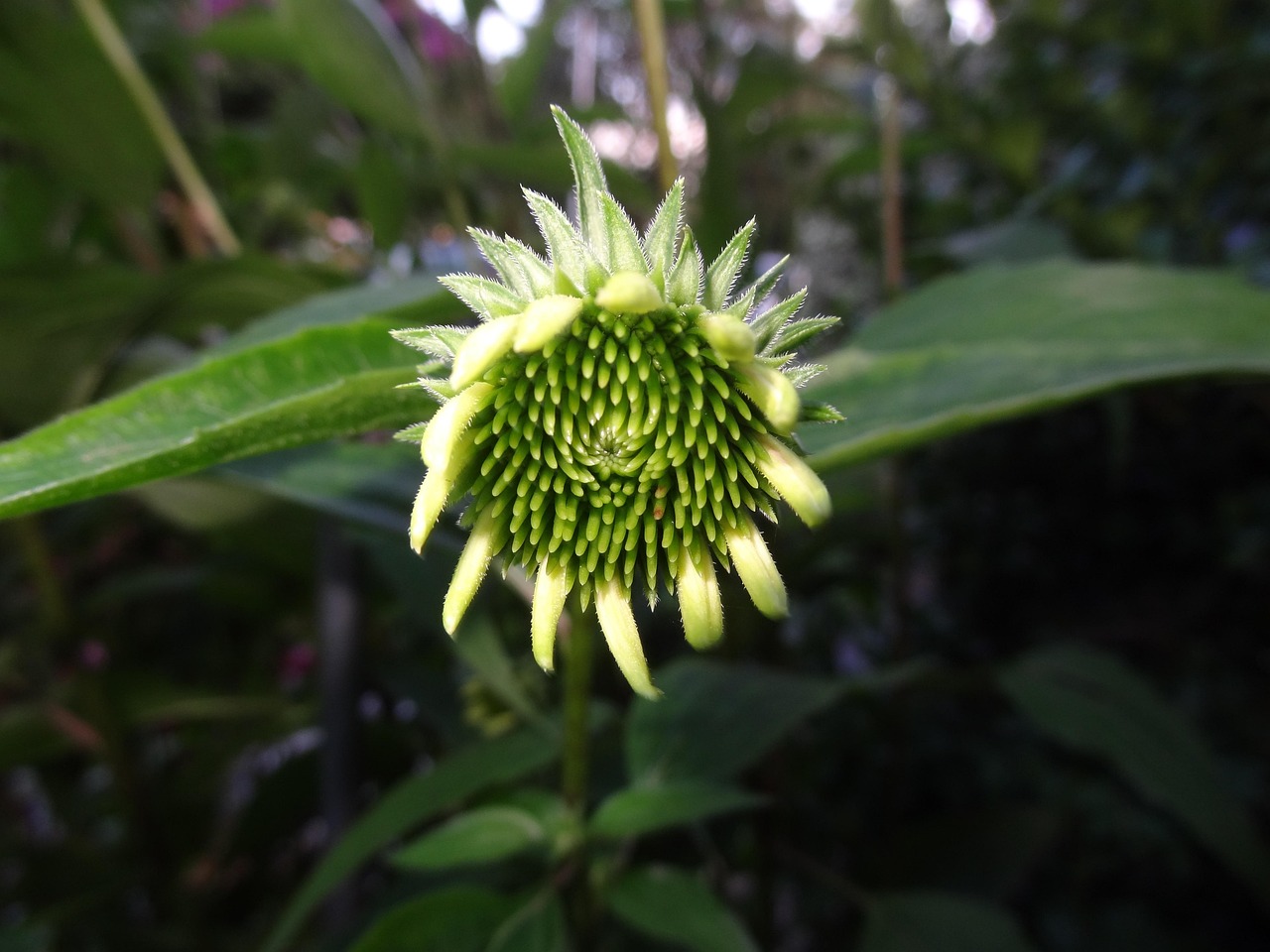 绿腰小红杏最新篇章，绽放的生命之美惊艳呈现