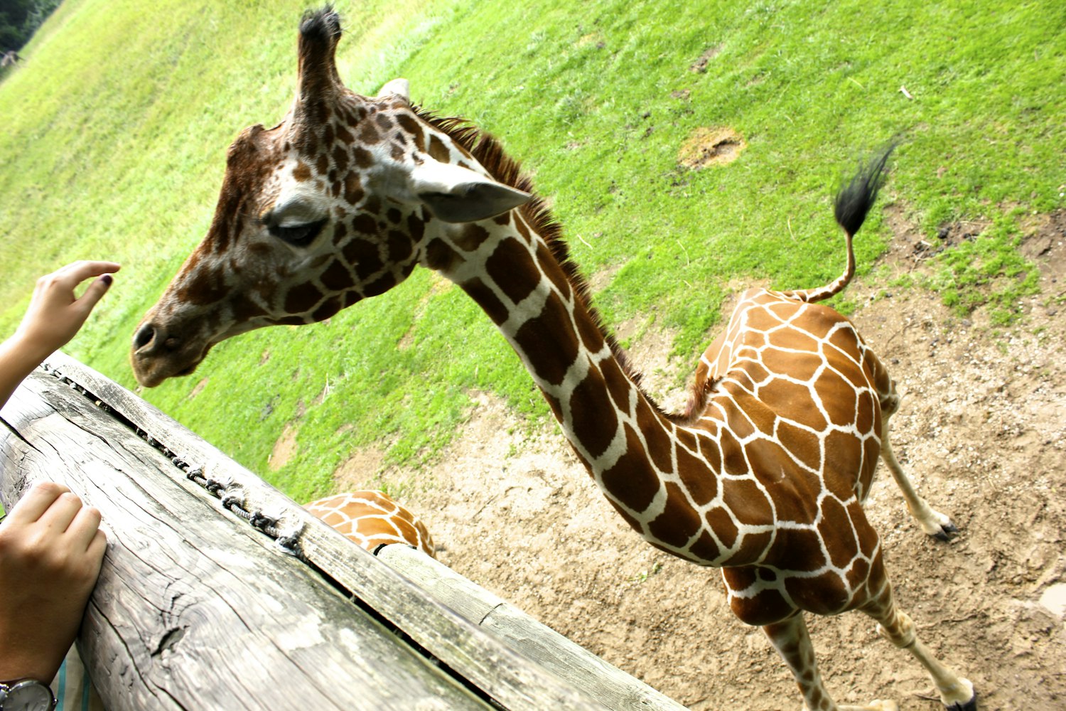 最新人猪关系研究，探索人类与猪的和谐共生之道