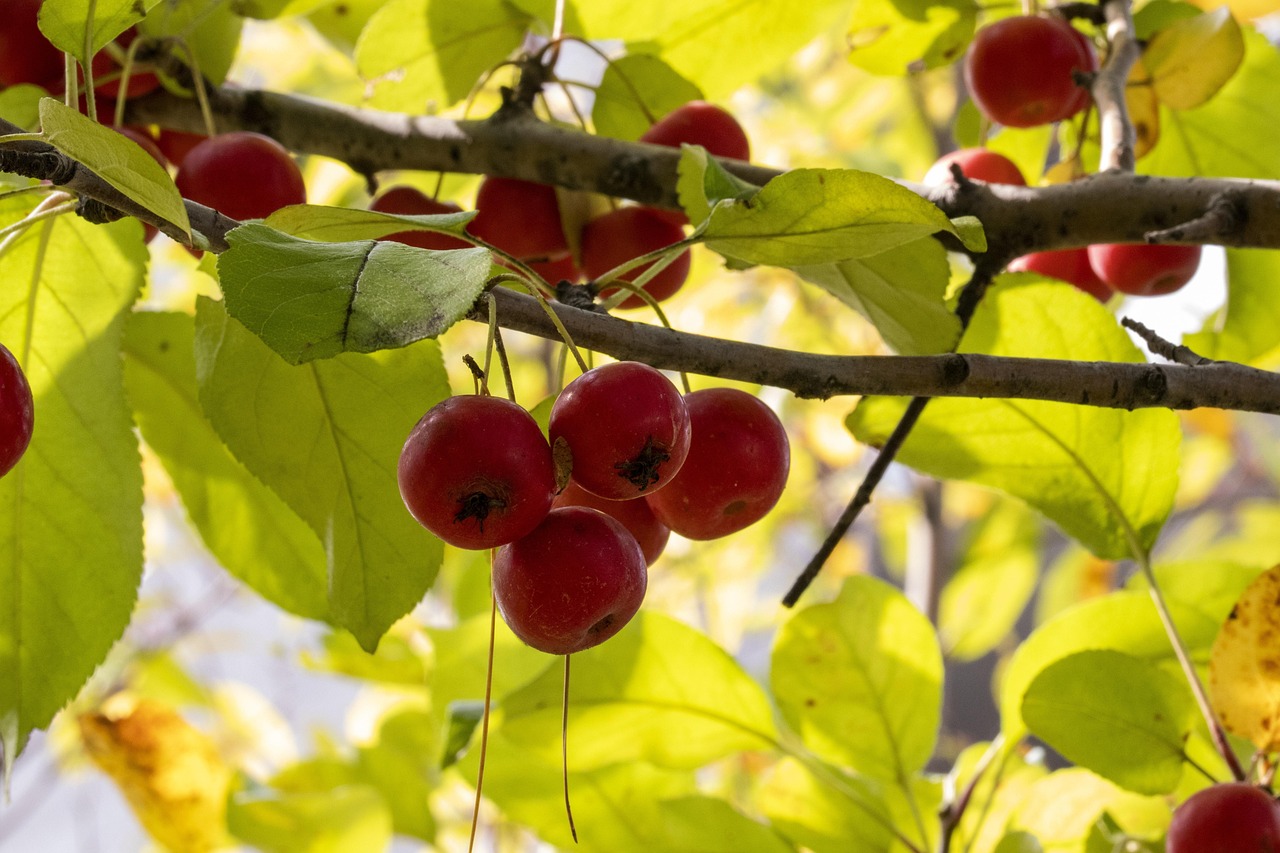 双鸭山高速封闭最新动态，封闭情况及影响分析