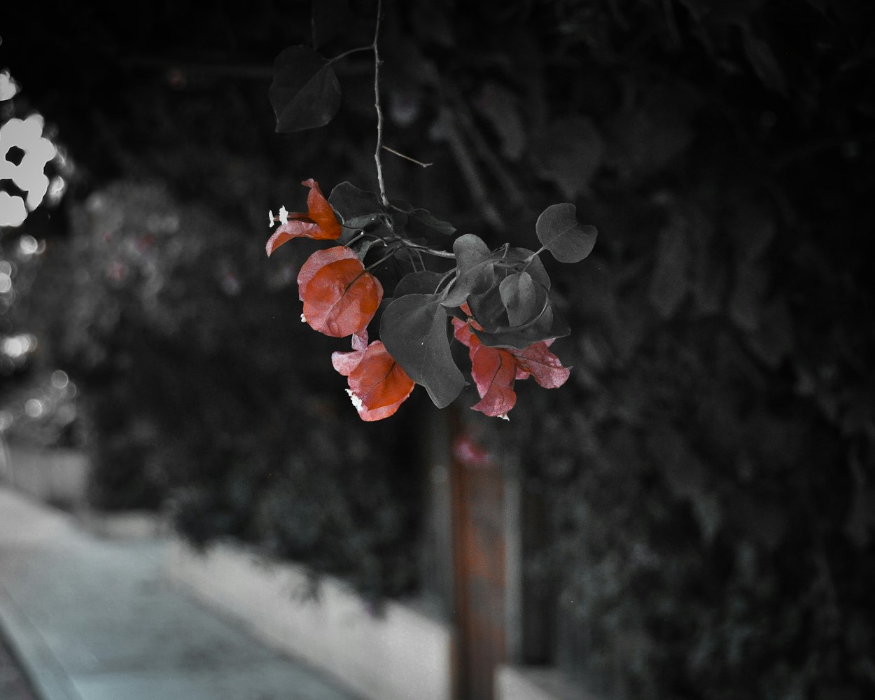 黑白动漫情感探索，情头动漫的魅力之旅