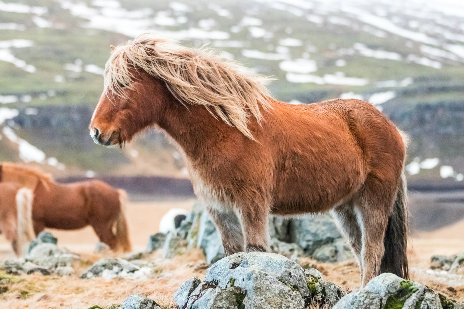 最新狮子搏斗视频,自然界王者之争的震撼瞬间